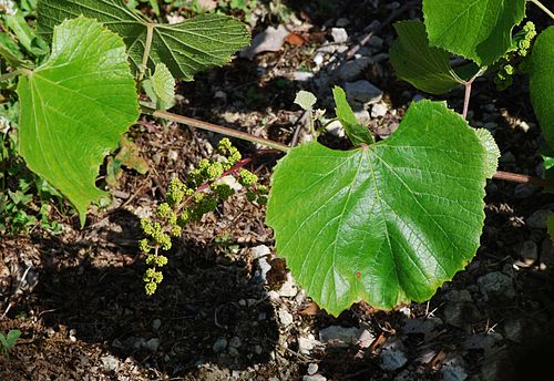 Vitis berlandieri